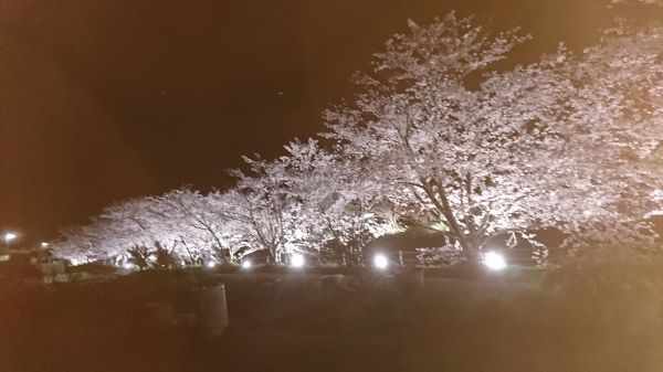 思川桜ライトアップ